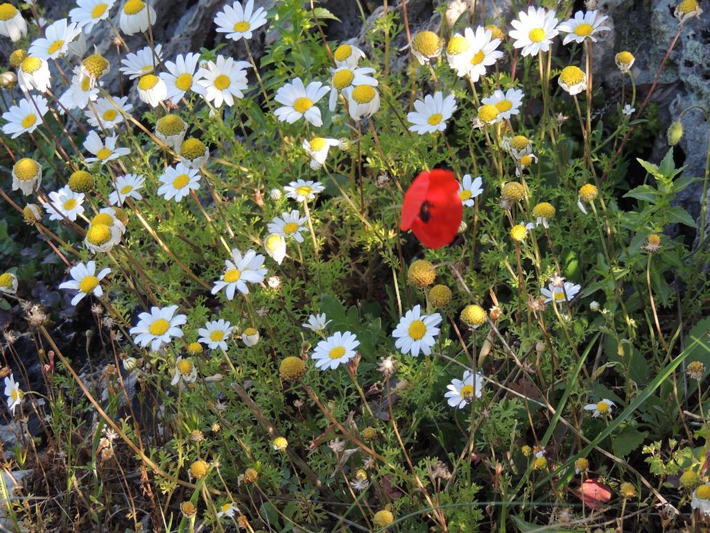 Nar * Olympos
