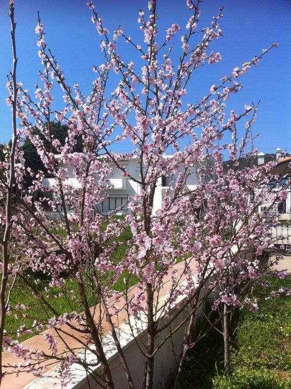 Camlik Villalari Villa Ayvalik