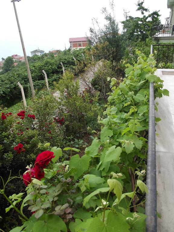 Rose Trabzon