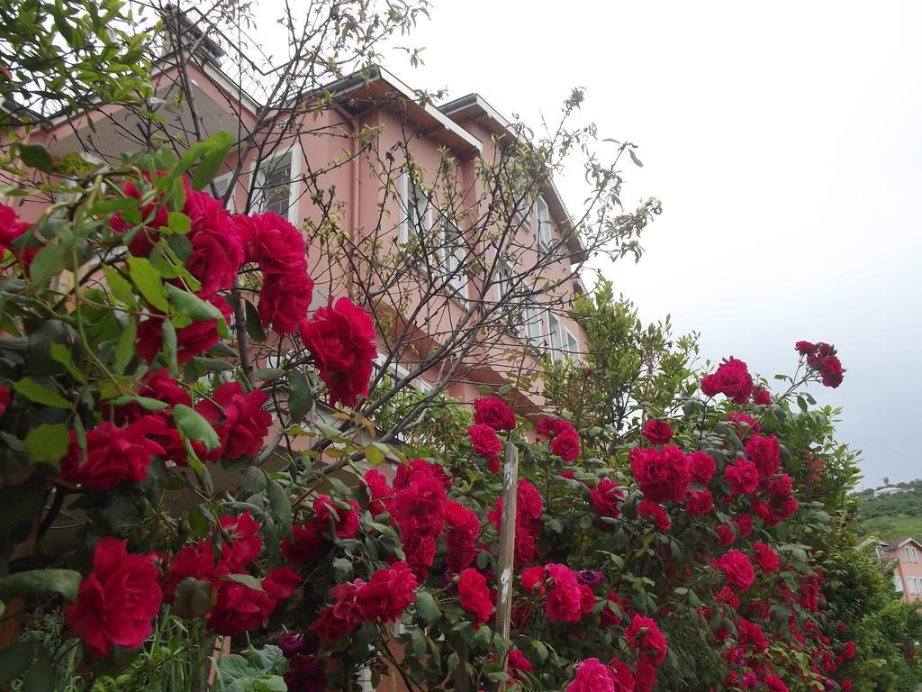 Rose Trabzon