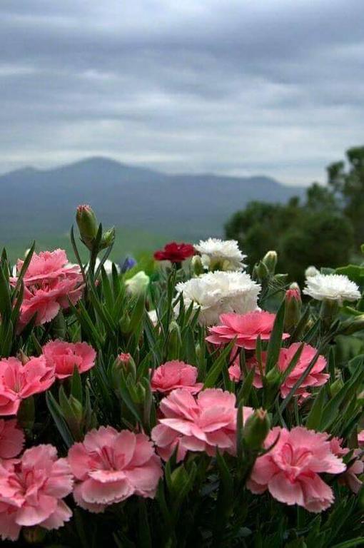 Pine Hill Marmaris * Icmeler