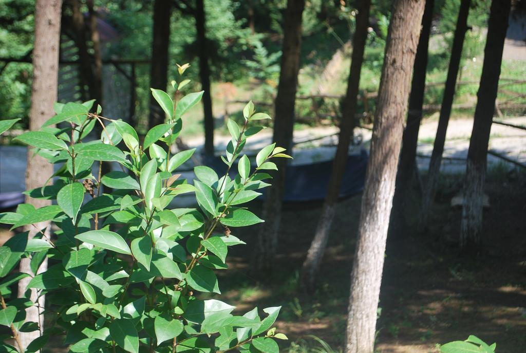 Lodge Forest Agva (Marmara)