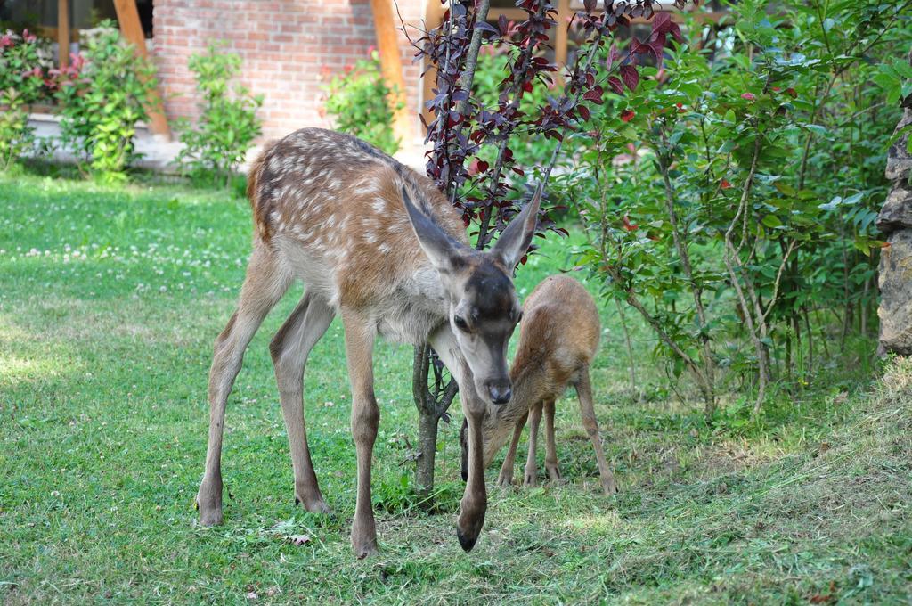 Gazelle & Bolu