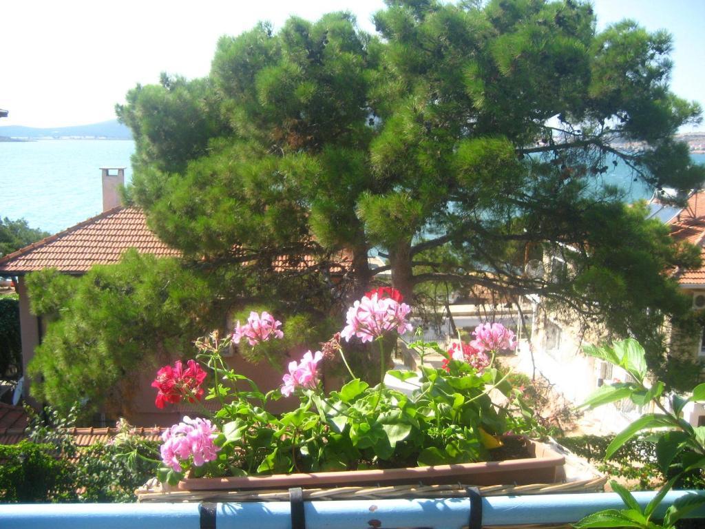 Guest house Mavi Pension