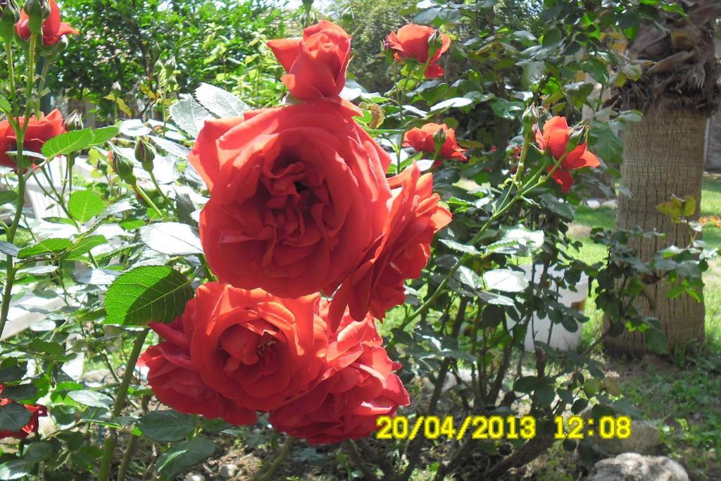 Guest house Cesur Pansiyon Cirali