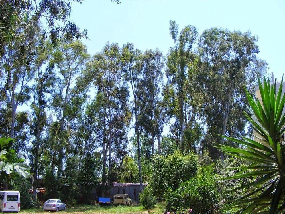 Bed & Breakfast Eucalyptus Patara