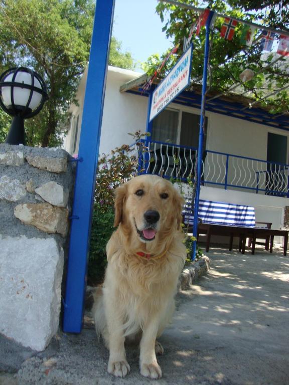 Mavi Akvaryum Pension * Sogut (Aegean)