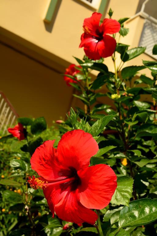 Aparthotel Melissa Garden Apart