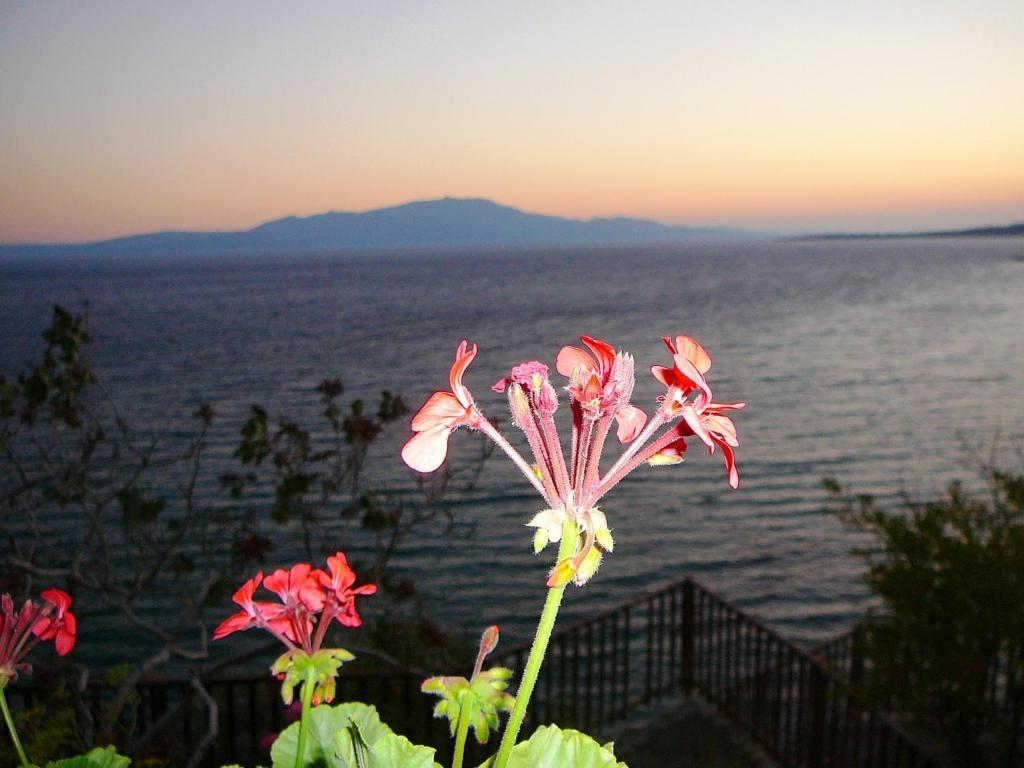 Guest house Terrace