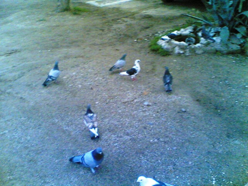 Guest house Terrace 2*