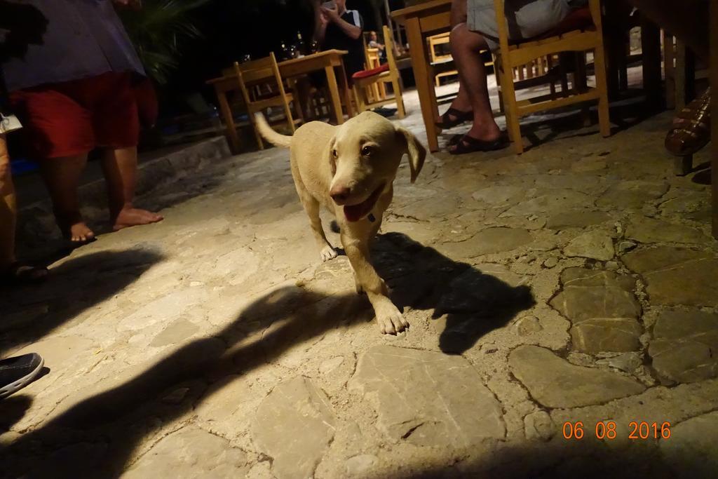 Koyevi Guest house
