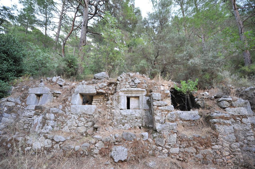 Koyevi * Olympos