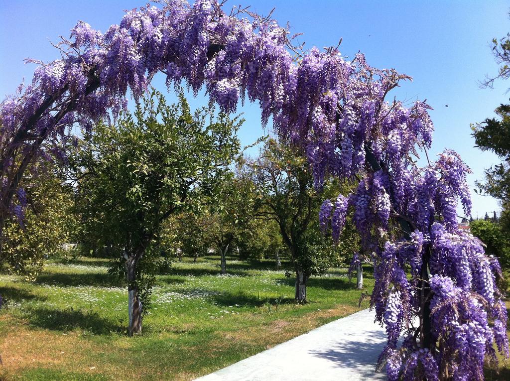 Garden Bergamot 4* Kemer