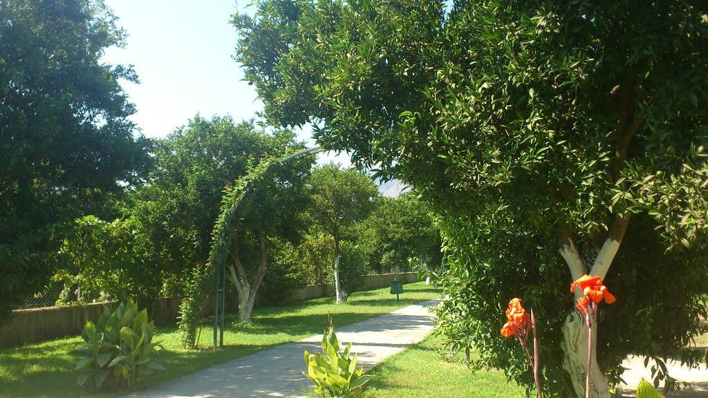 Garden Bergamot