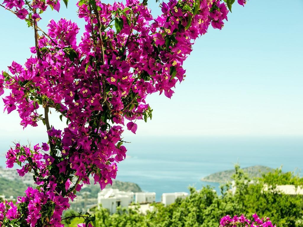 Aegean Hills *
