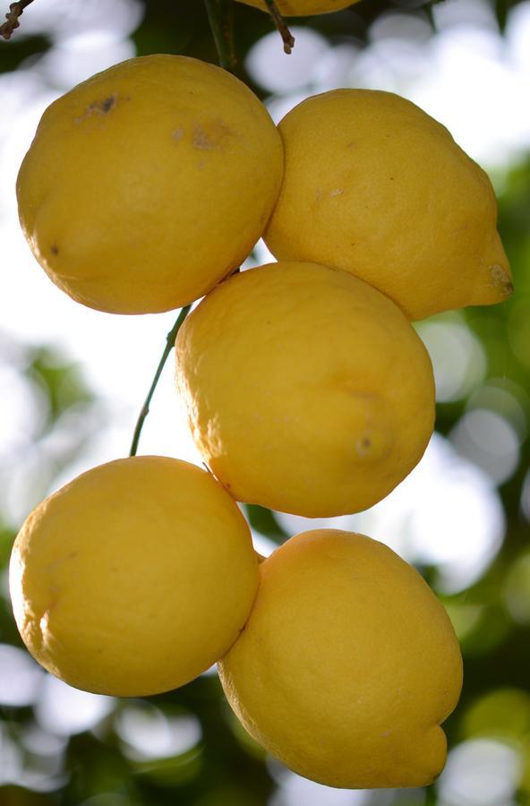 Lemon Garden Boutique Hotel