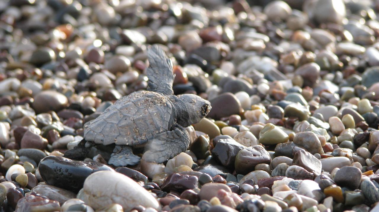 Caretta Caretta