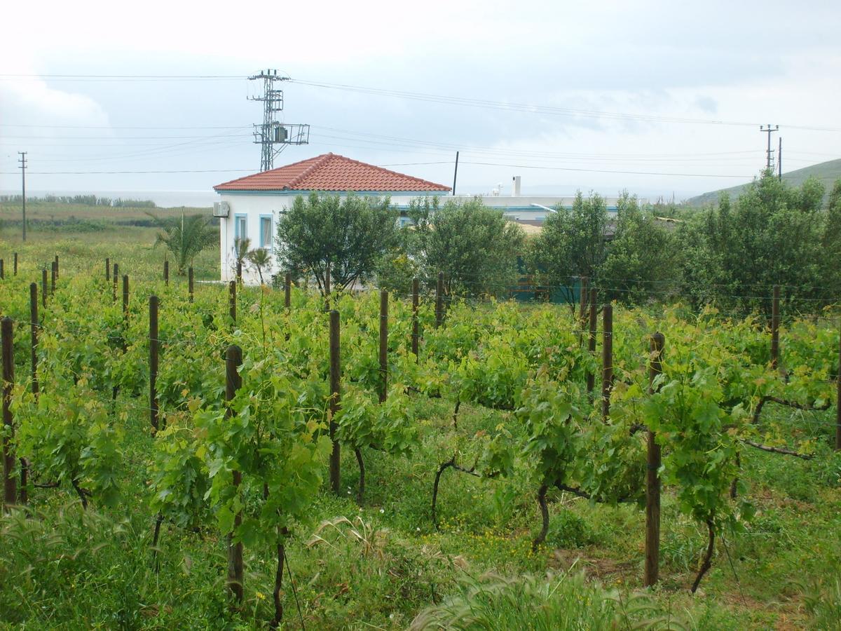 Bed & Breakfast Casa Mini Bozcaada *