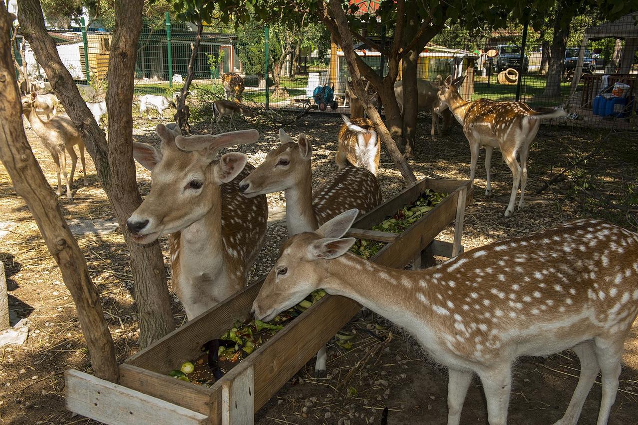 Iris & 4* Canakkale