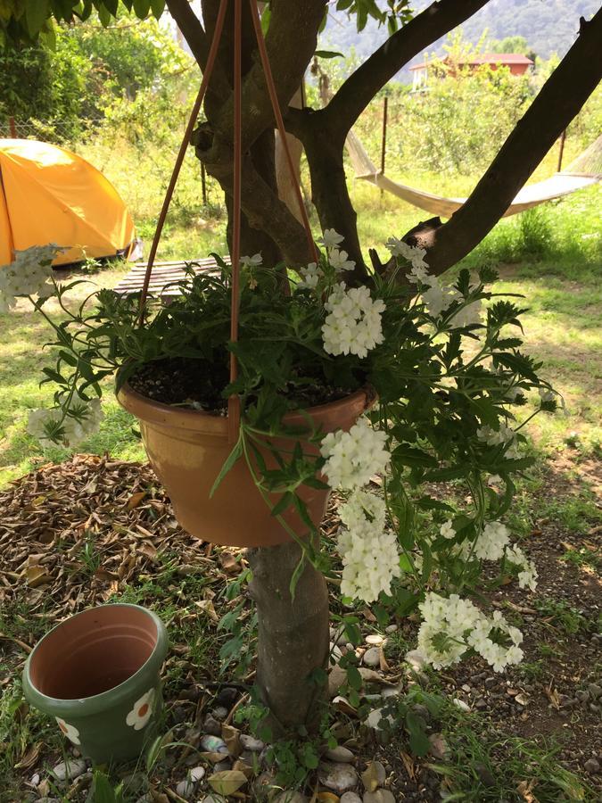 Homestay Friends Pension&camping Cirali