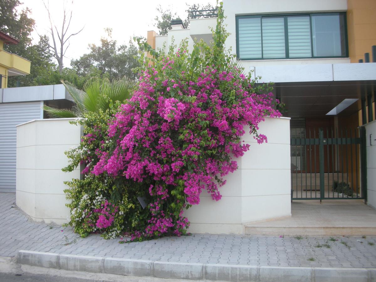 Diva Villa *