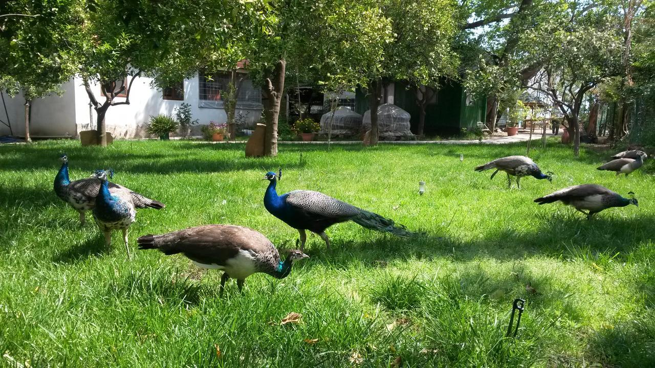Hotel Yavuz *
