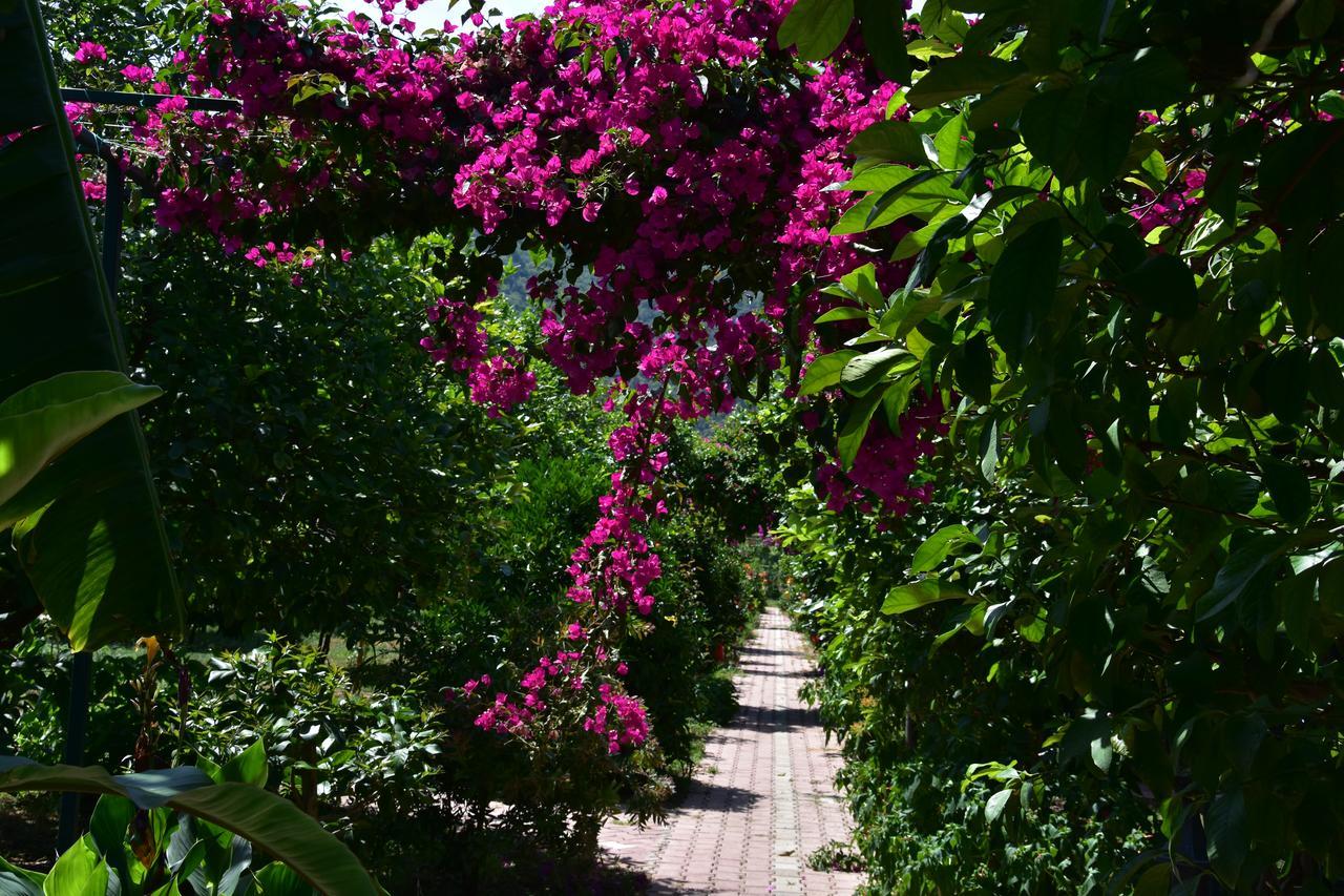 Bed & Breakfast Lemon Garden Cirali