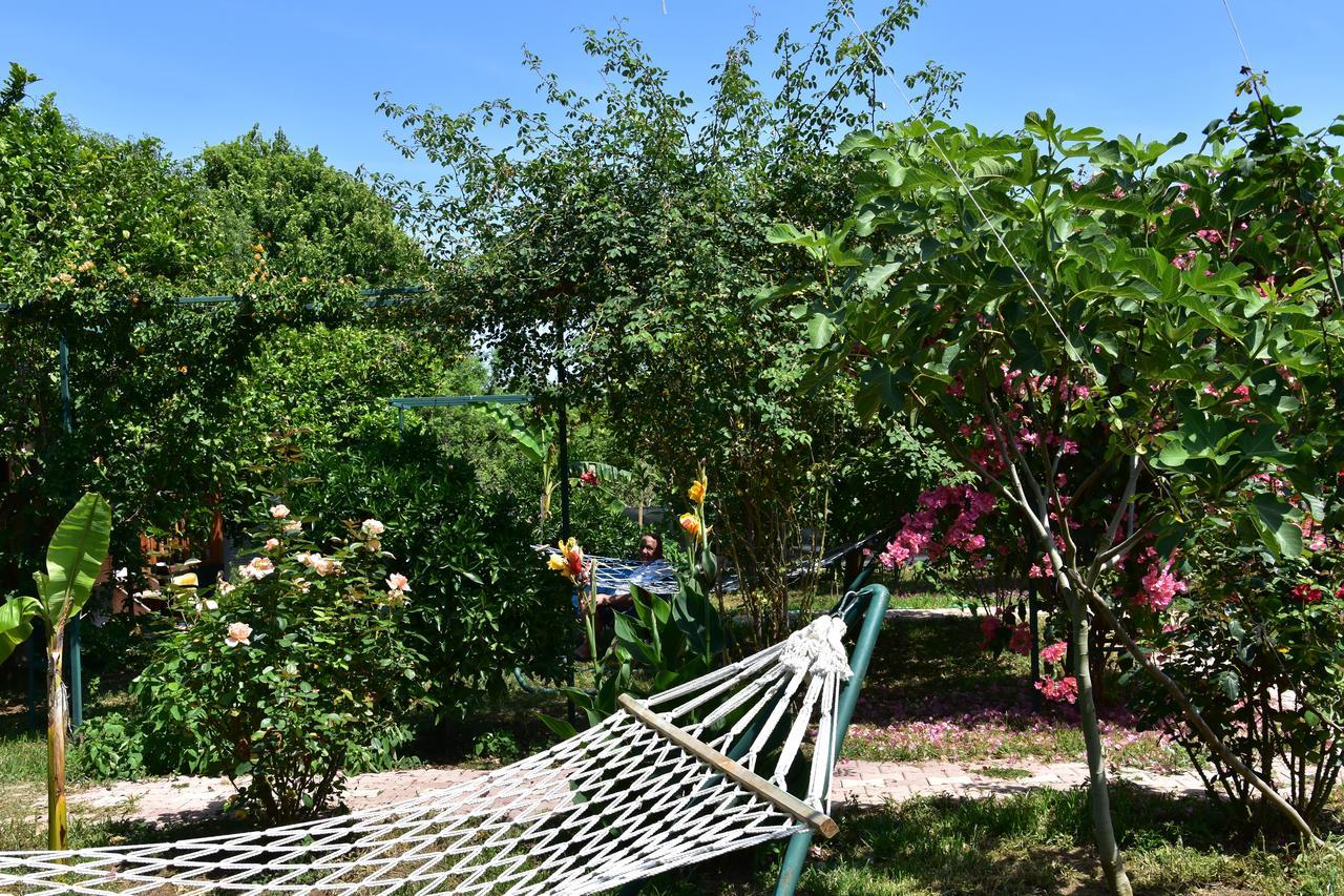 Lemon Garden