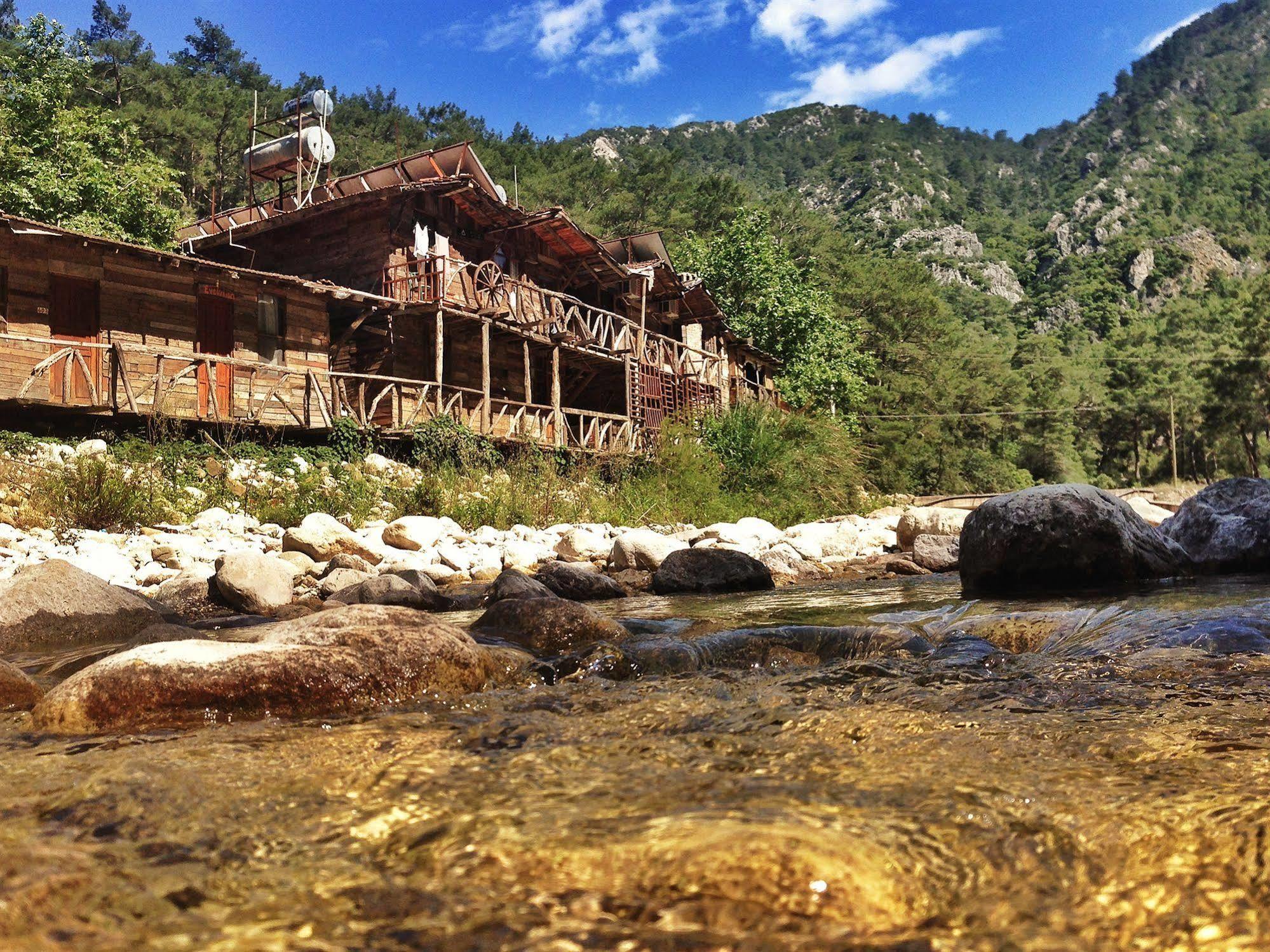Kadir's Tree * Olympos