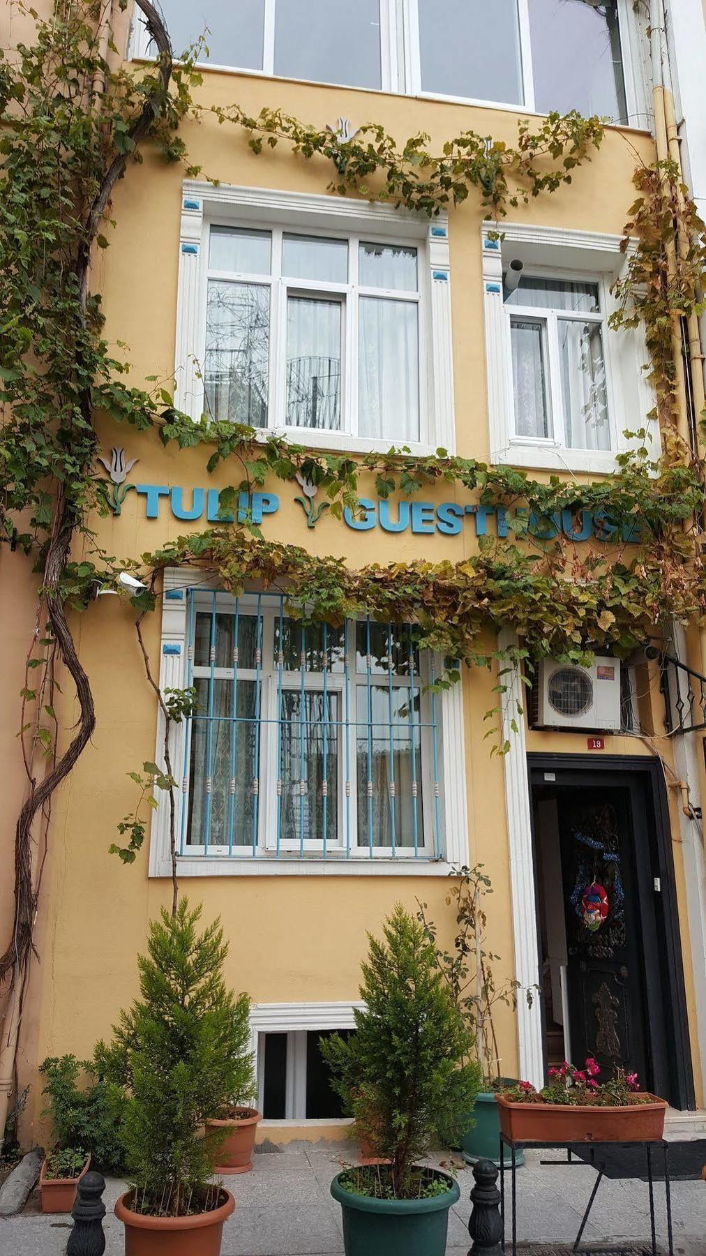 Guest house Tulip 2*