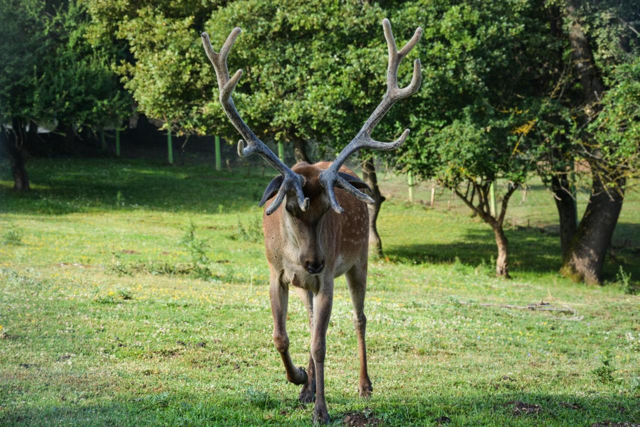 Gazelle & 5*