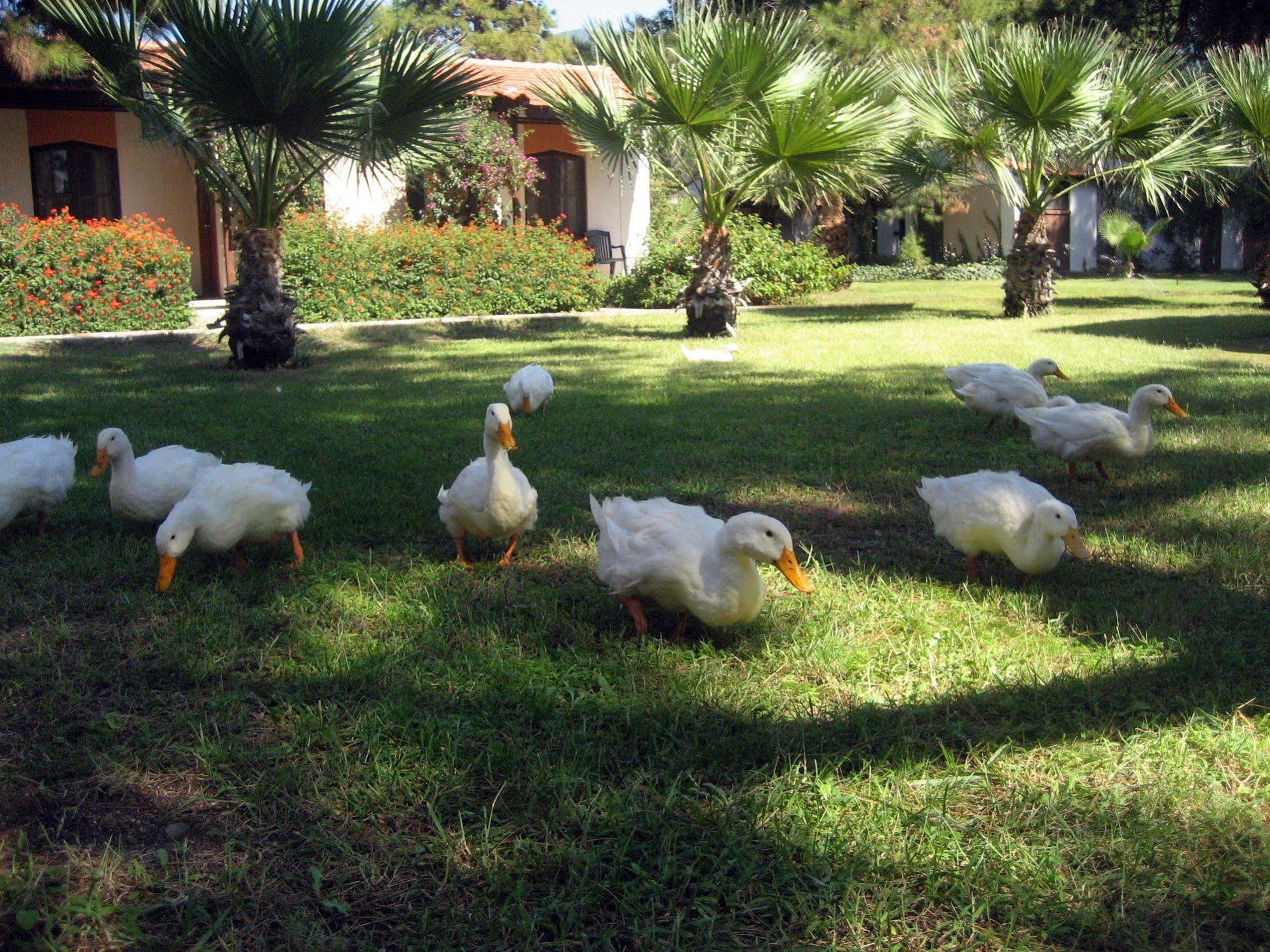 Denizati Holiday Village 4* Gumuldur