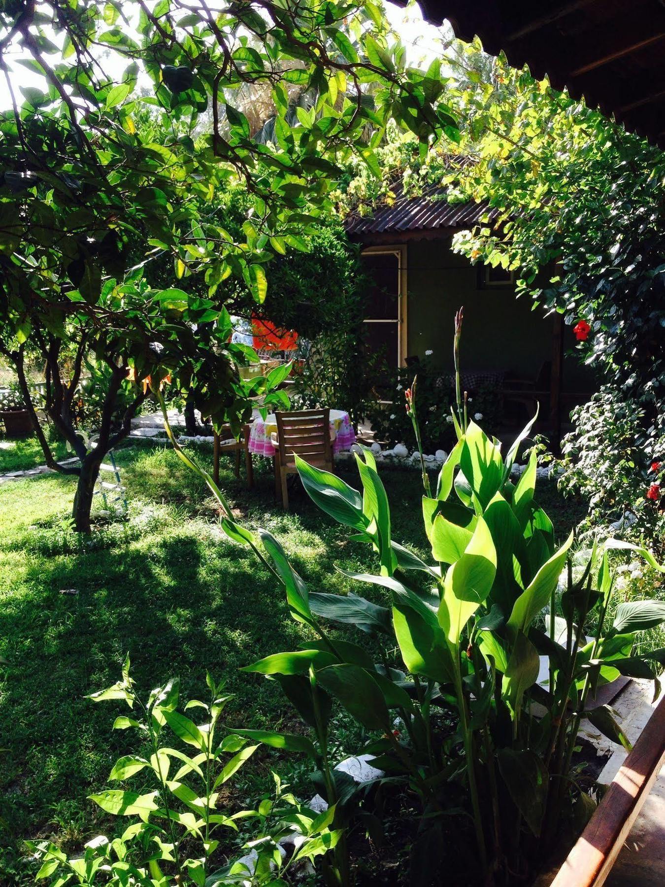 Gelincik * Orhaniye (Marmaris)
