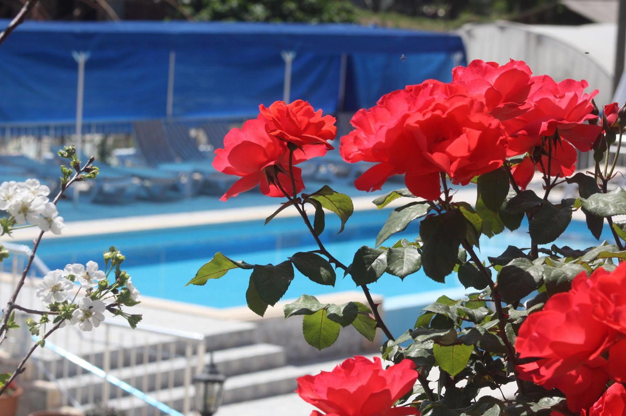 Rose 3* Patara