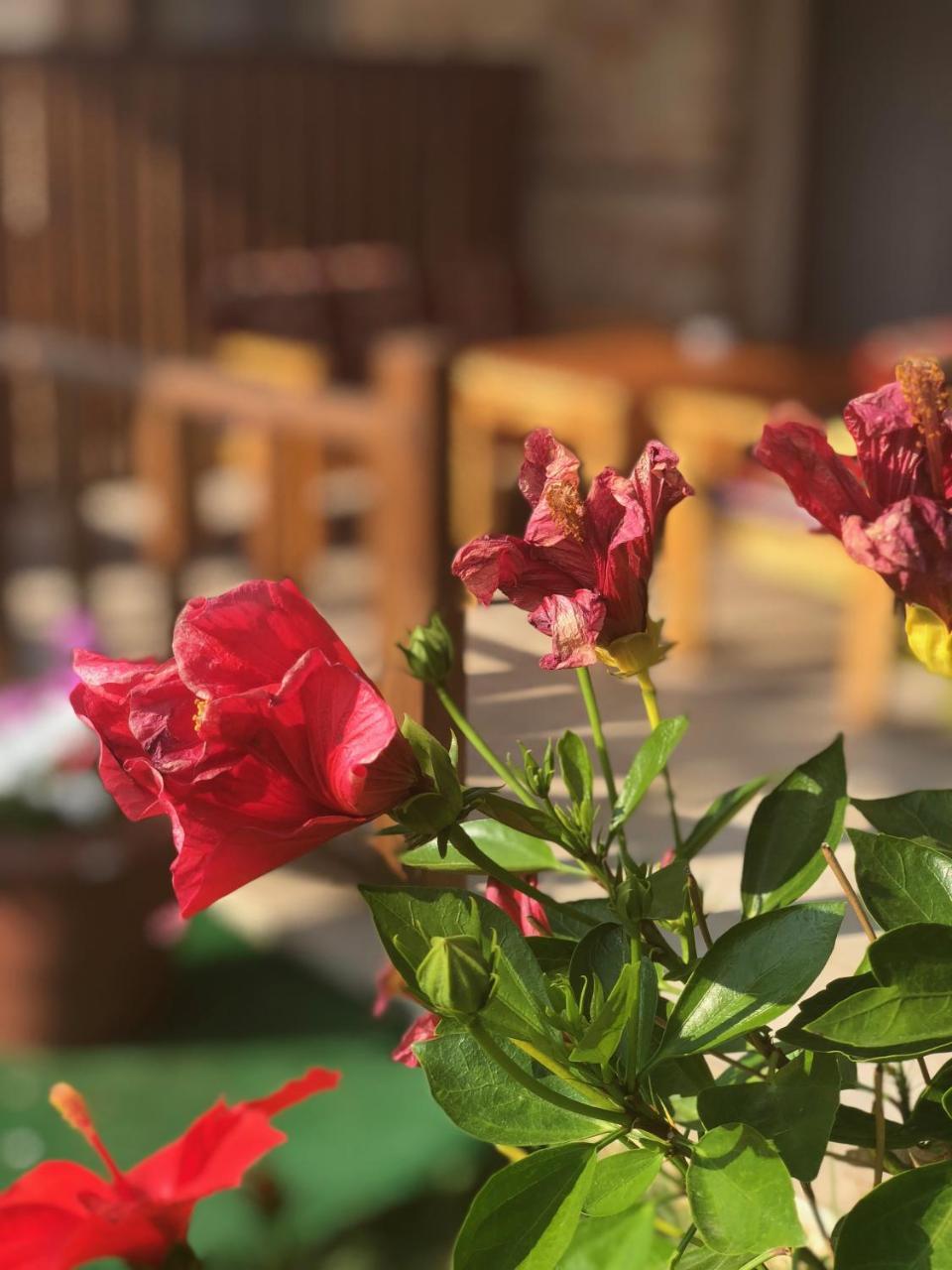 Bed & Breakfast Sedir Park - Kargicak (Alanya)