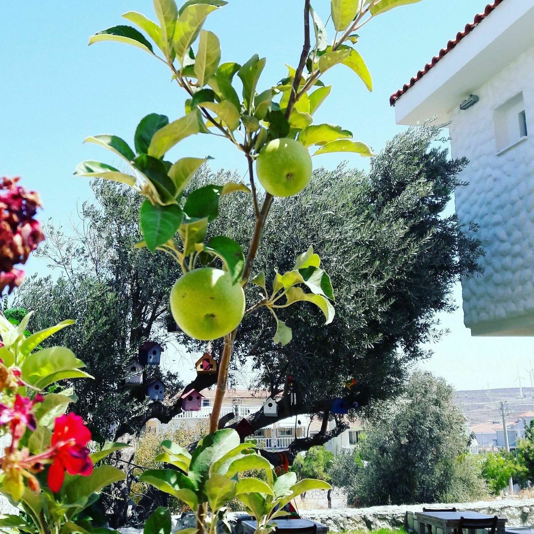 Bed & Breakfast Ruezgar Guelue Butik Otel