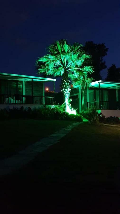 Palm *