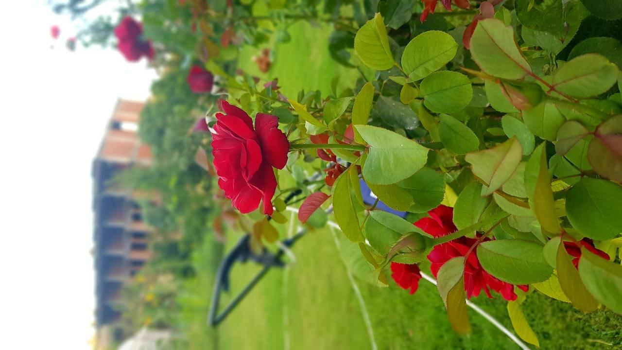 Rose Guest house 3*