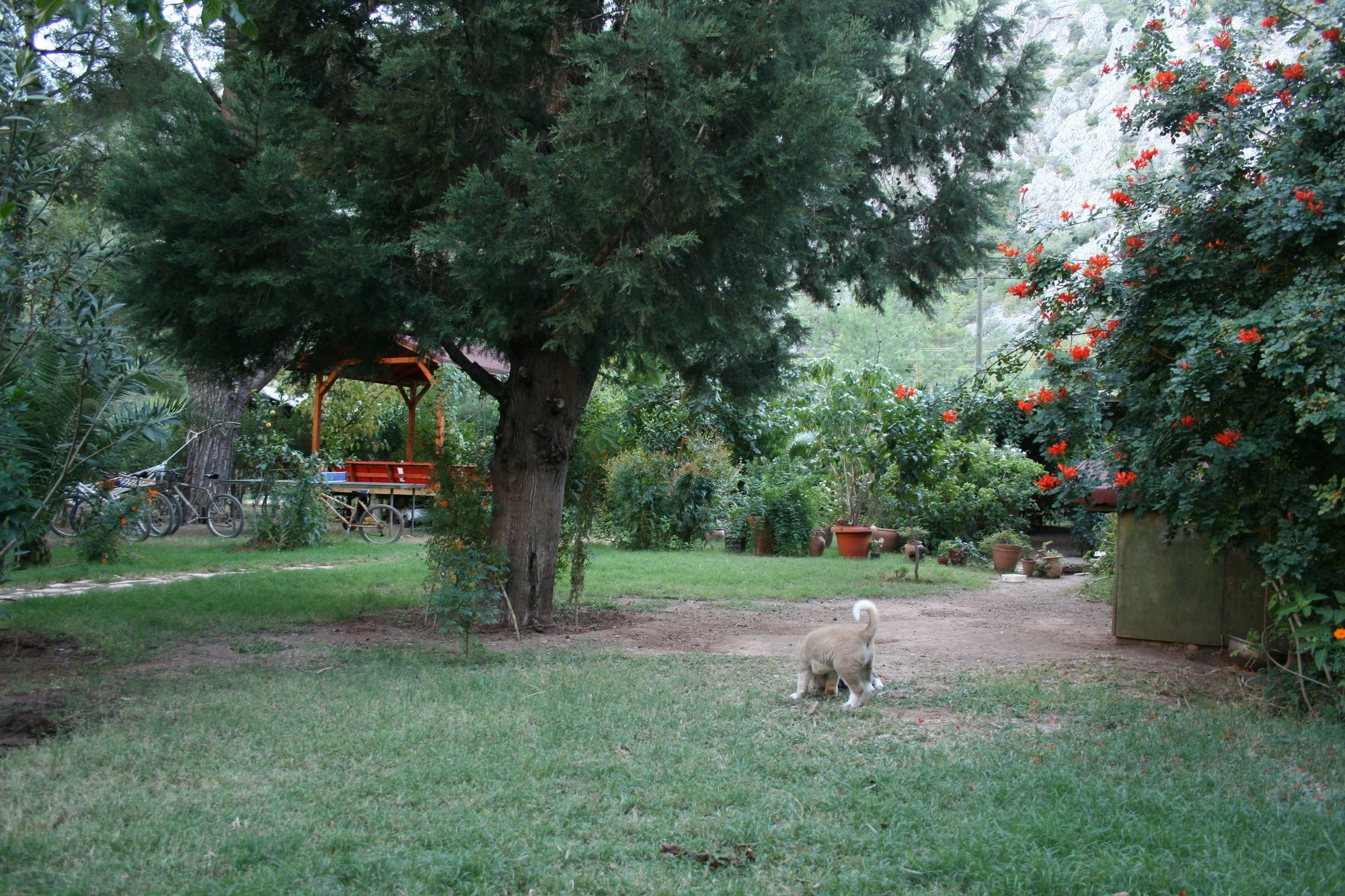 Kibala