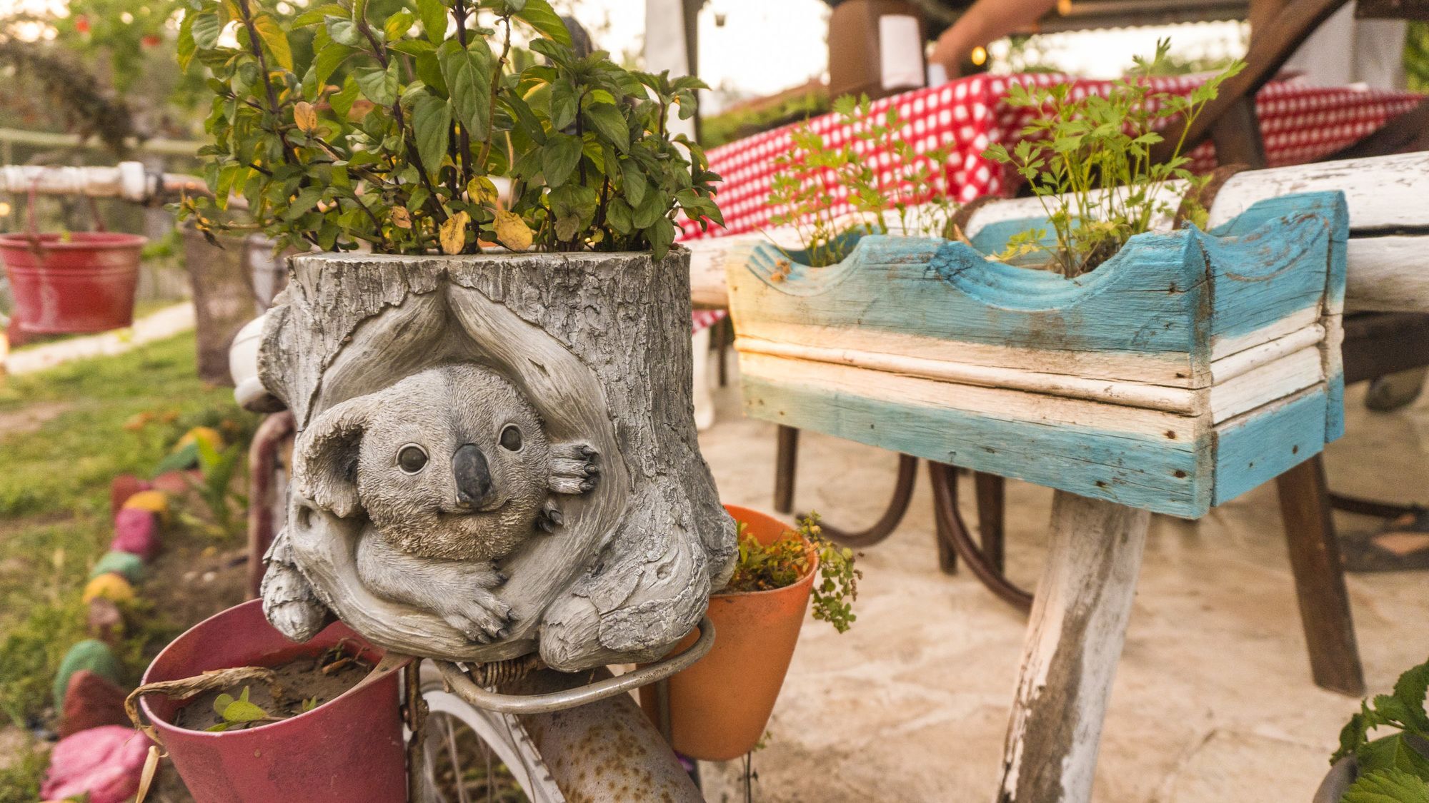Koala Guest house