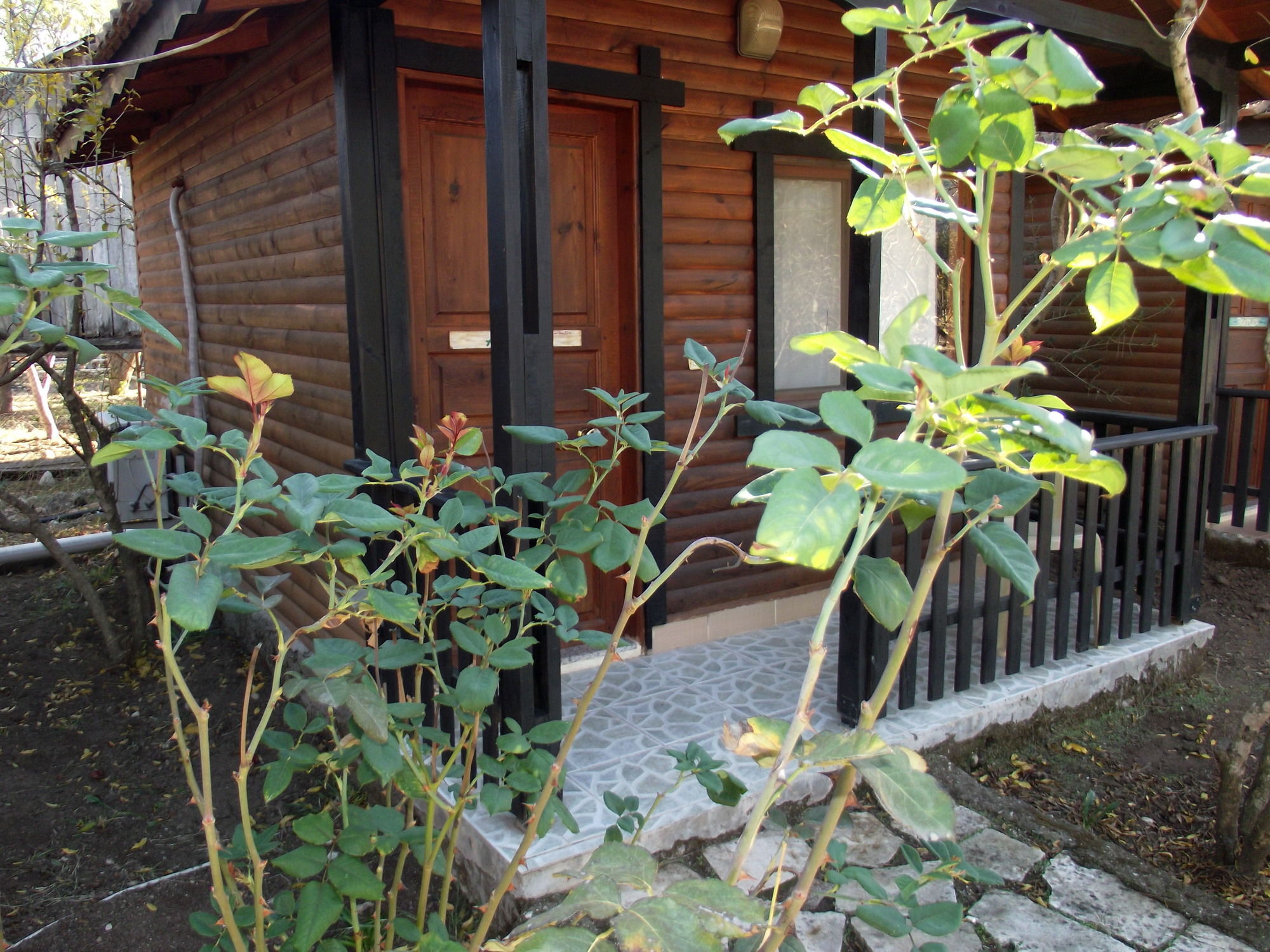 Koala Olympos