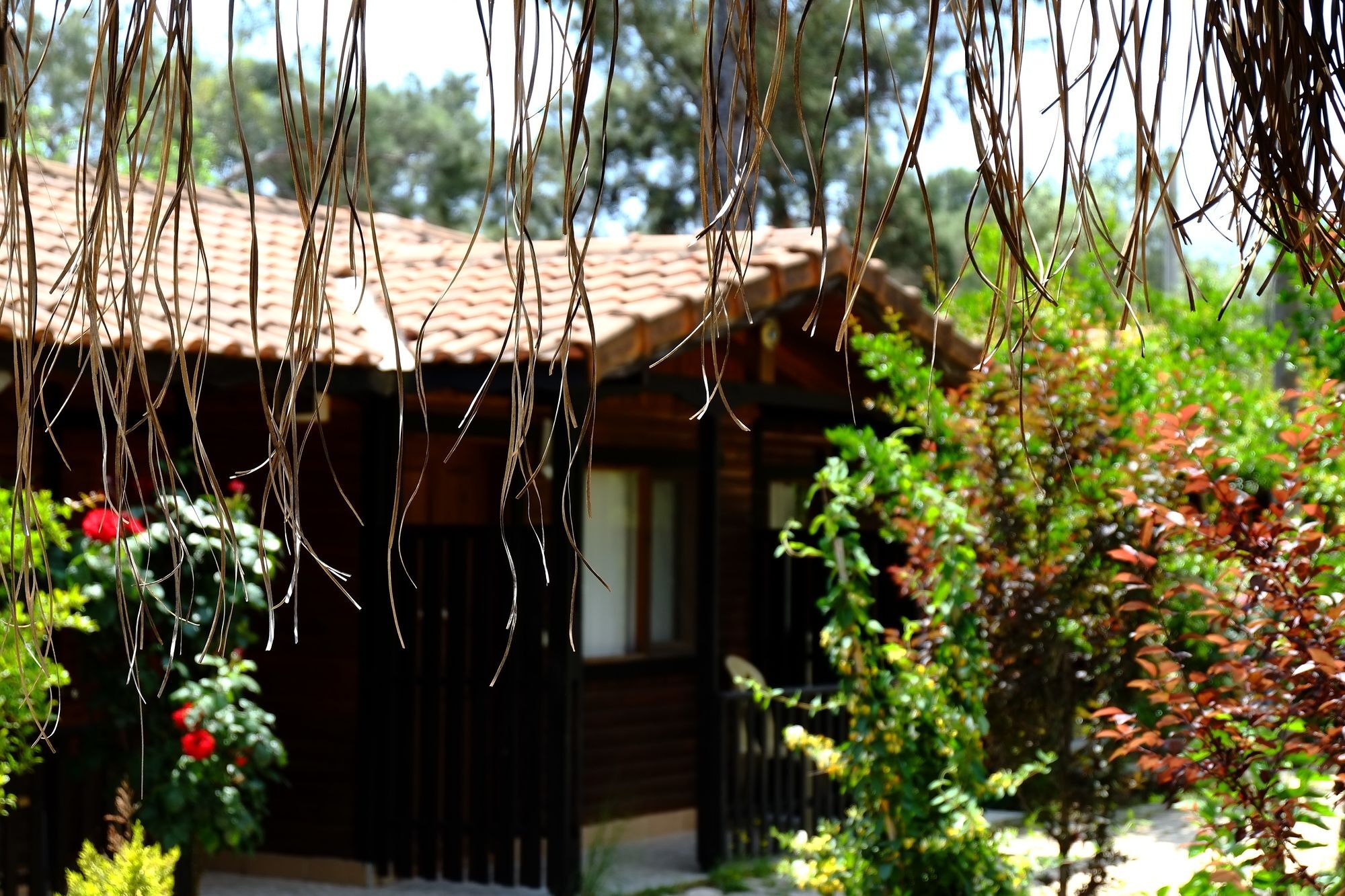 Koala Guest house Olympos