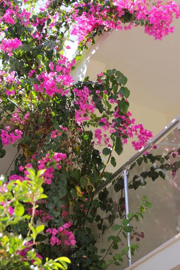 Acelya Hotel *