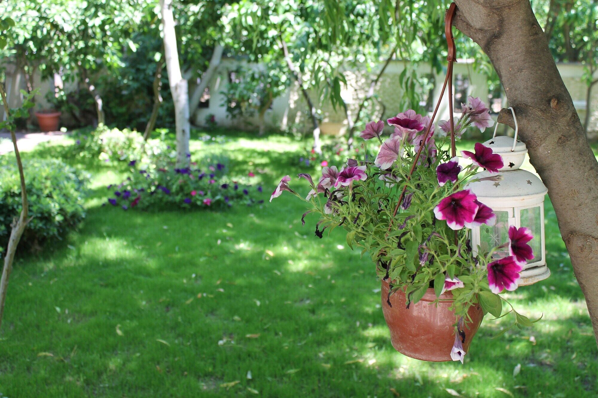 Bella Garden Golturkbuku