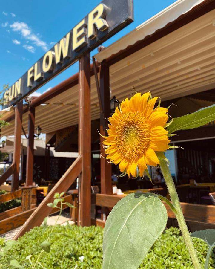 Sun Flower