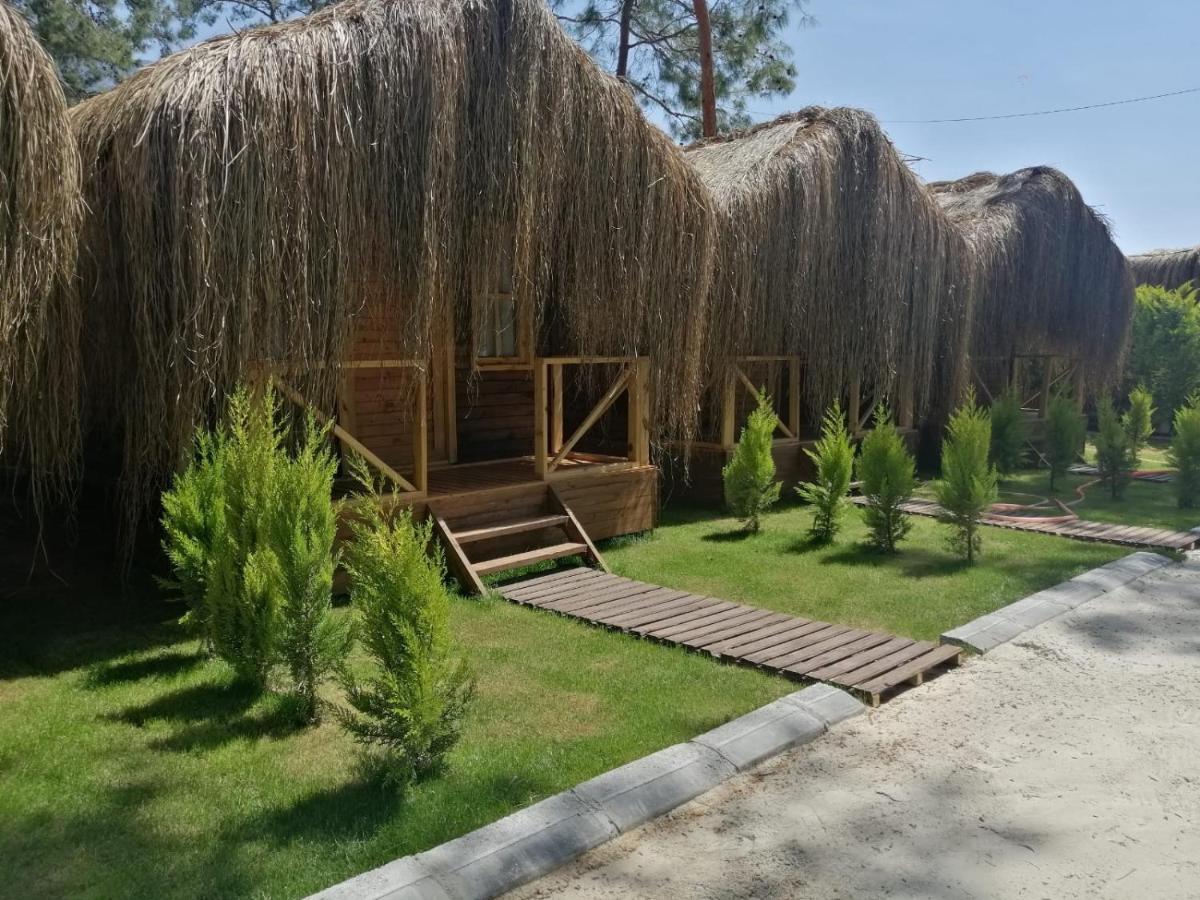 Pine & Luxury Concept