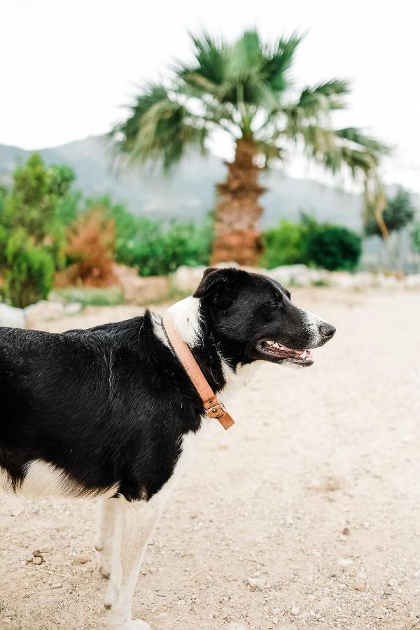 Eco Farm Boutique Farm stay Turgutreis