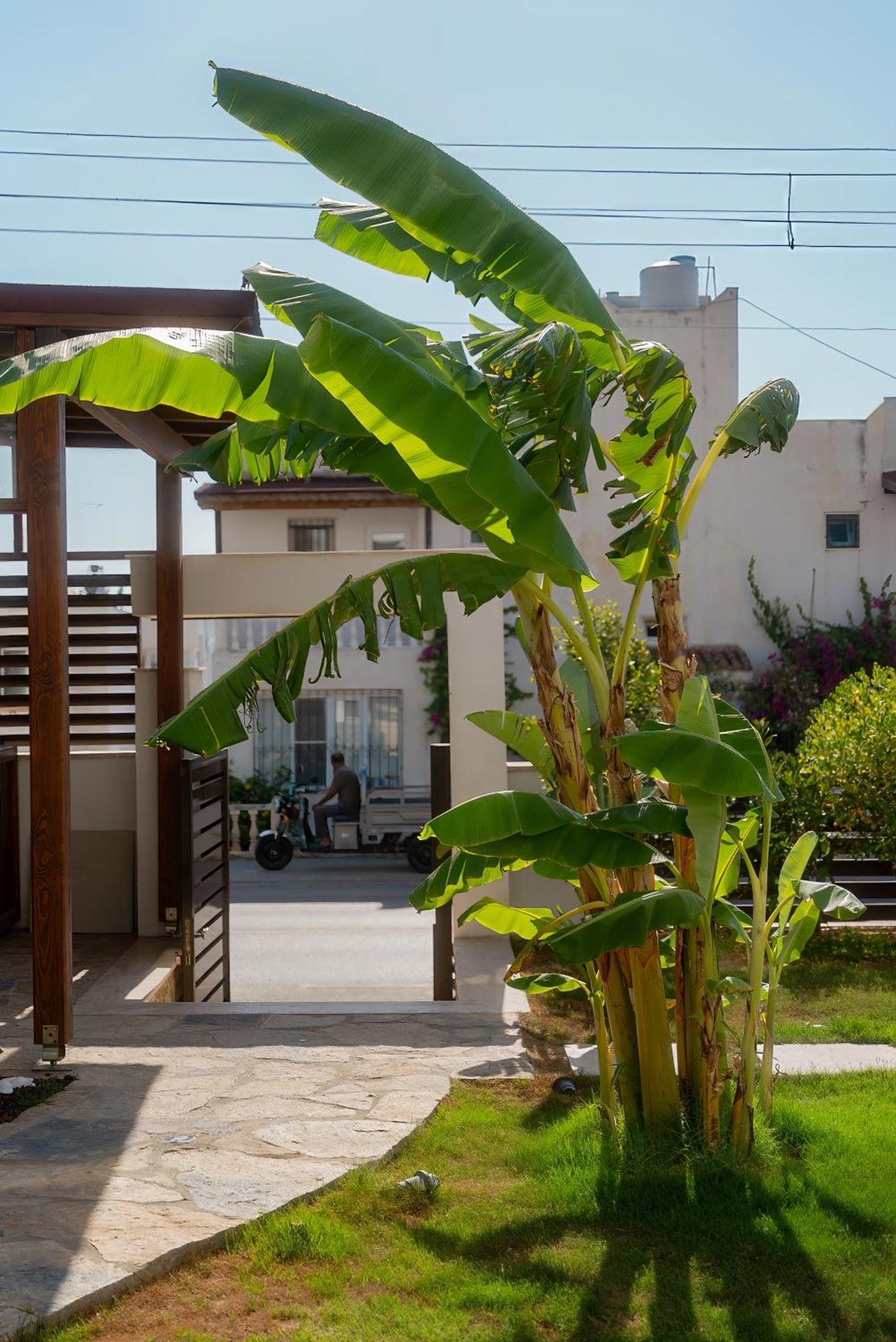 Neko * Bodrum