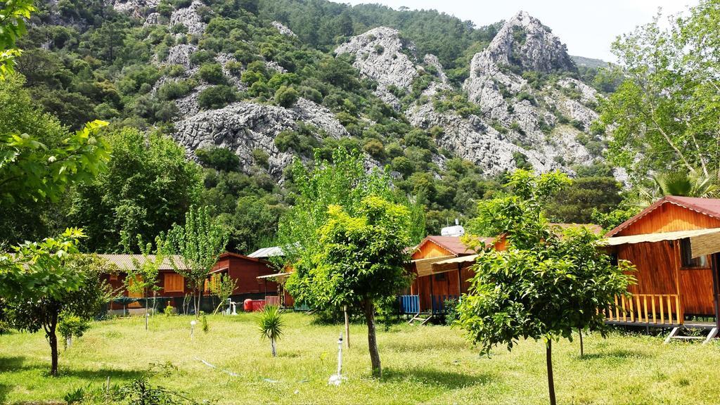 Papatya