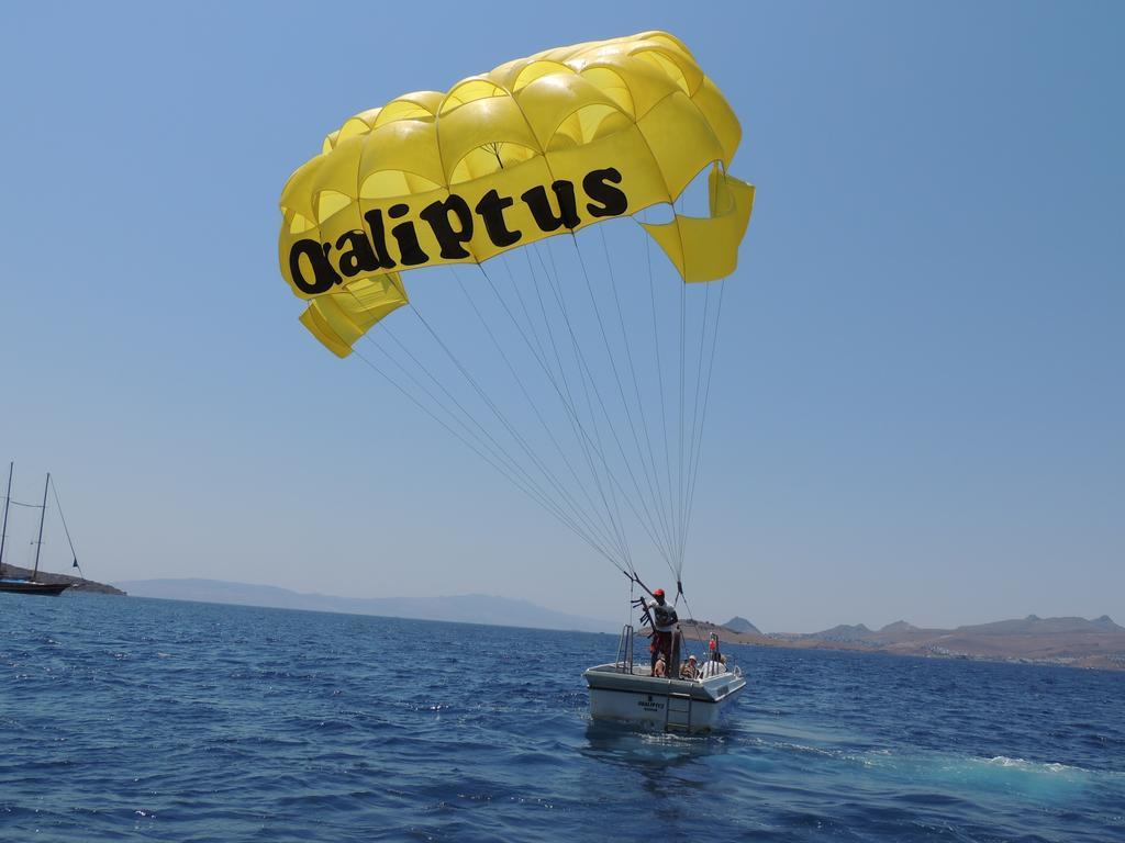 Okaliptus 4*